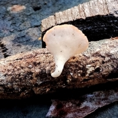 Unidentified Fungus at Bodalla, NSW - 10 Jul 2024 by Teresa