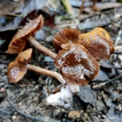 Unidentified Cap on a stem; gills below cap [mushrooms or mushroom-like] at Bodalla, NSW - 10 Jul 2024 by Teresa