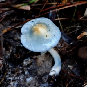 Cortinarius rotundisporus at Bodalla, NSW - 10 Jul 2024