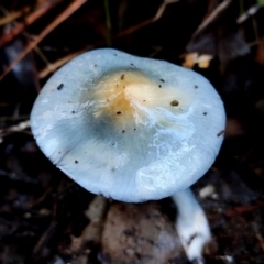 Cortinarius rotundisporus at Bodalla, NSW - 10 Jul 2024