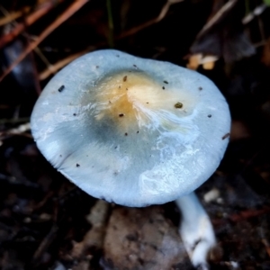 Cortinarius rotundisporus at Bodalla, NSW - 10 Jul 2024