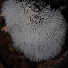 Ceratiomyxa fruticulosa (Coral Slime) at Dalmeny, NSW - 10 Jul 2024 by Bushrevival