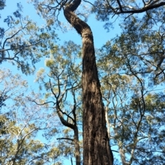 Eucalyptus paniculata (Grey Ironbark) at Bodalla, NSW - 10 Jul 2024 by Teresa