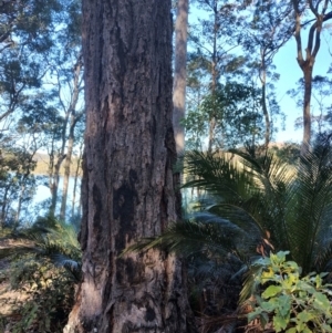 Eucalyptus paniculata at Bodalla, NSW - 10 Jul 2024 11:49 AM