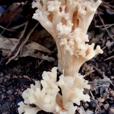 Ramaria sp. (genus) (A Coral fungus) at Bodalla, NSW - 10 Jul 2024 by Teresa