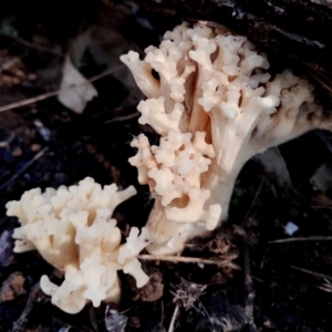 Ramaria sp. at Bodalla, NSW - 10 Jul 2024 12:08 PM