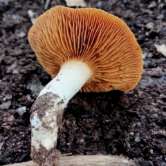 Unidentified Cap on a stem; gills below cap [mushrooms or mushroom-like] at Bodalla, NSW - 10 Jul 2024 by Teresa