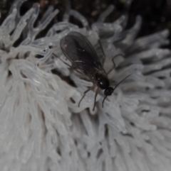 Diptera (order) at Dalmeny, NSW - 10 Jul 2024 by Bushrevival