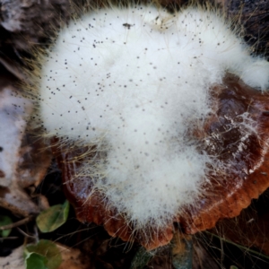 Spinellus sp. at Bodalla, NSW - 10 Jul 2024