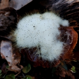 Spinellus sp. at Bodalla, NSW - 10 Jul 2024