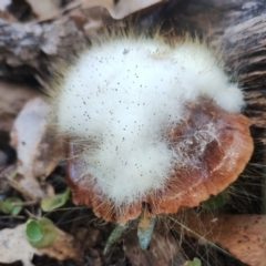 Spinellus sp. at Bodalla, NSW - 10 Jul 2024