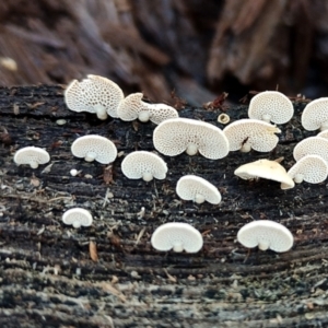 Panellus pusillus at Bodalla, NSW - 10 Jul 2024 12:41 PM