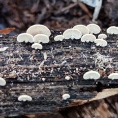 Panellus pusillus at Bodalla, NSW - 10 Jul 2024