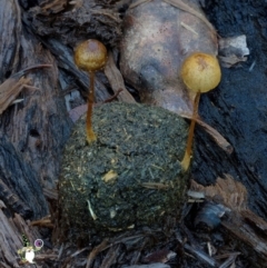 Protostropharia semiglobata (Dung Roundhead) at Bodalla, NSW - 10 Jul 2024 by Teresa