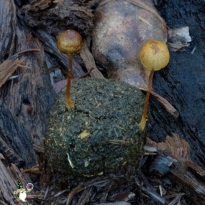 Protostropharia semiglobata at Bodalla, NSW - 10 Jul 2024