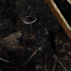 Mycena sp. (genus) (Mycena) at Dalmeny, NSW - 10 Jul 2024 by Bushrevival