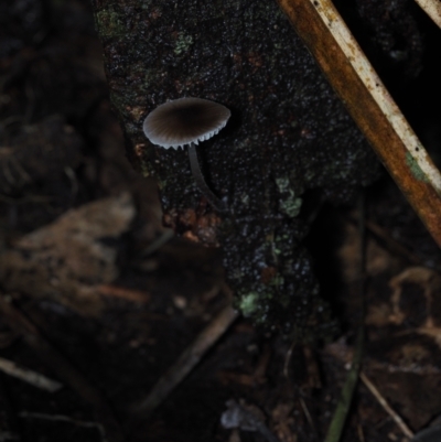 Mycena sp. (Mycena) at Dalmeny, NSW - 10 Jul 2024 by Bushrevival