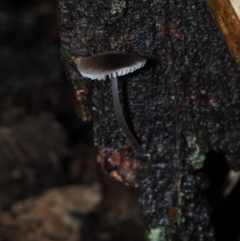 Mycena sp. at Dalmeny, NSW - 10 Jul 2024 11:22 AM