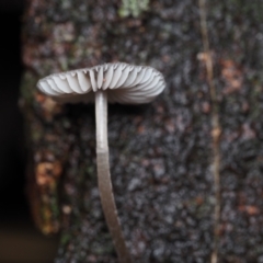 Mycena sp. (genus) at Dalmeny, NSW - 10 Jul 2024 11:22 AM