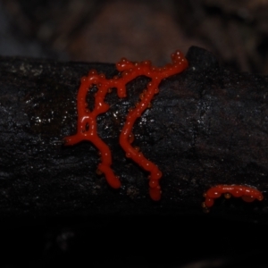 Myxomycete-plasmodium(class) at Dalmeny, NSW - 10 Jul 2024 11:28 AM