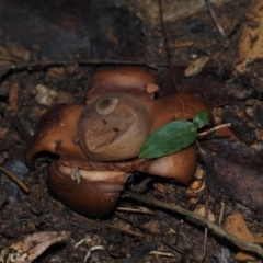 Geastrum sp. (genus) (An earthstar) at Dalmeny, NSW - 10 Jul 2024 by Bushrevival