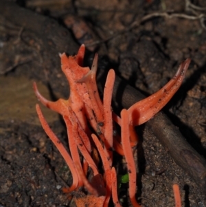 Clavulinopsis corallinorosacea at Dalmeny, NSW - 10 Jul 2024