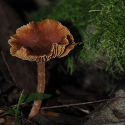 Laccaria sp. at Dalmeny, NSW - 10 Jul 2024 by Bushrevival