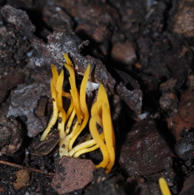 Clavulinopsis amoena (Yellow club) at Dalmeny, NSW - 10 Jul 2024 by Bushrevival