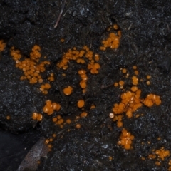 Cheilymenia coprinaria at Dalmeny, NSW - 10 Jul 2024 by Bushrevival