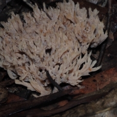 Ramaria sp. (A Coral fungus) at Dalmeny, NSW - 10 Jul 2024 by Bushrevival