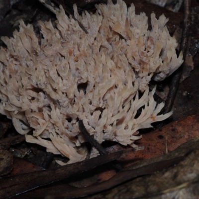 Ramaria sp. (genus) (A Coral fungus) at Dalmeny, NSW - 10 Jul 2024 by Bushrevival