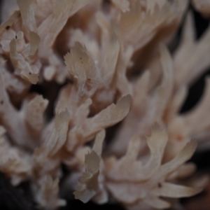 Ramaria sp. (genus) at Dalmeny, NSW - 10 Jul 2024 12:10 PM