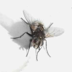 Tachinidae (family) at Rendezvous Creek, ACT - 6 Jul 2024