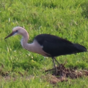 Ardea pacifica at Jamberoo, NSW - 9 Jul 2024