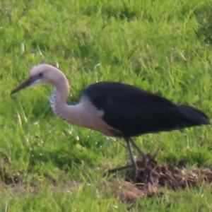 Ardea pacifica at Jamberoo, NSW - 9 Jul 2024 04:07 PM