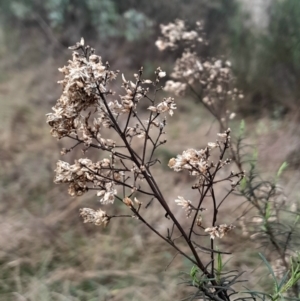 Cassinia quinquefaria at Symonston, ACT - 10 Jul 2024 01:43 PM