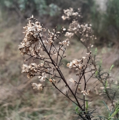 Cassinia quinquefaria (Rosemary Cassinia) at Symonston, ACT - 10 Jul 2024 by Venture