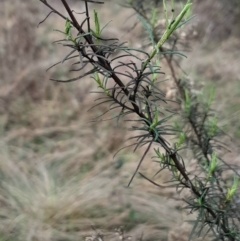 Cassinia quinquefaria at Symonston, ACT - 10 Jul 2024 01:43 PM