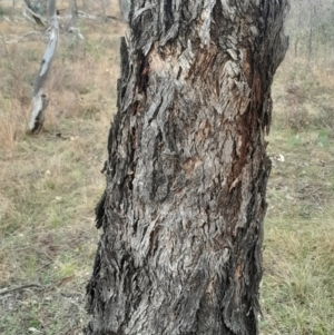 Eucalyptus melliodora at Symonston, ACT - 10 Jul 2024