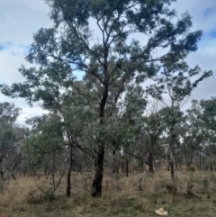 Eucalyptus melliodora at Symonston, ACT - 10 Jul 2024 01:55 PM