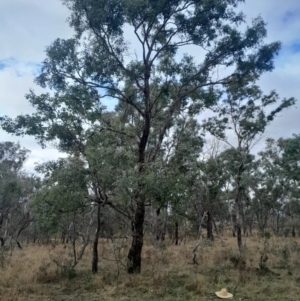 Eucalyptus melliodora at Symonston, ACT - 10 Jul 2024 01:55 PM