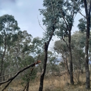 Eucalyptus bridgesiana at Symonston, ACT - 10 Jul 2024