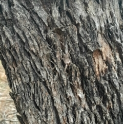 Eucalyptus bridgesiana at Symonston, ACT - 10 Jul 2024