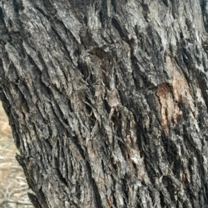 Eucalyptus bridgesiana at Symonston, ACT - 10 Jul 2024