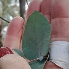 Eucalyptus bridgesiana at Symonston, ACT - 10 Jul 2024