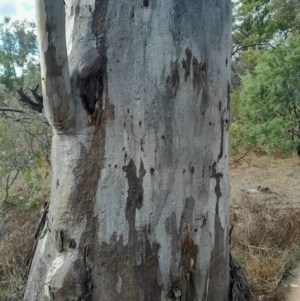 Eucalyptus blakelyi at O'Malley, ACT - 10 Jul 2024