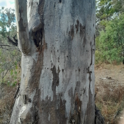 Eucalyptus blakelyi (Blakely's Red Gum) at O'Malley, ACT - 10 Jul 2024 by Venture