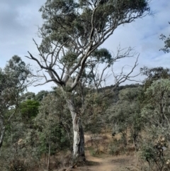 Eucalyptus blakelyi at O'Malley, ACT - 10 Jul 2024