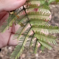 Acacia decurrens (Green Wattle) at O'Malley, ACT - 10 Jul 2024 by Venture