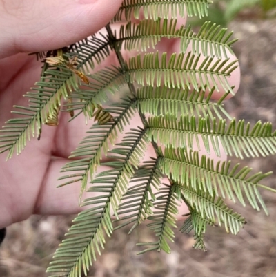 Acacia decurrens (Green Wattle) at O'Malley, ACT - 10 Jul 2024 by Venture